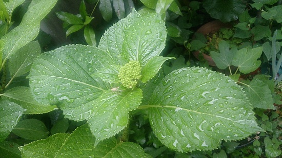 一雨ごとに